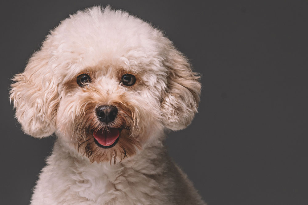 تصویر پودل میناتوری (Poodle-Miniature)